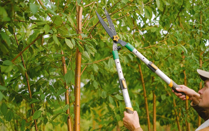 Tree trimming in Taftsville, VT