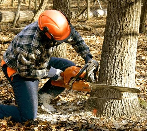 Tree Removal in Taftsville, VT